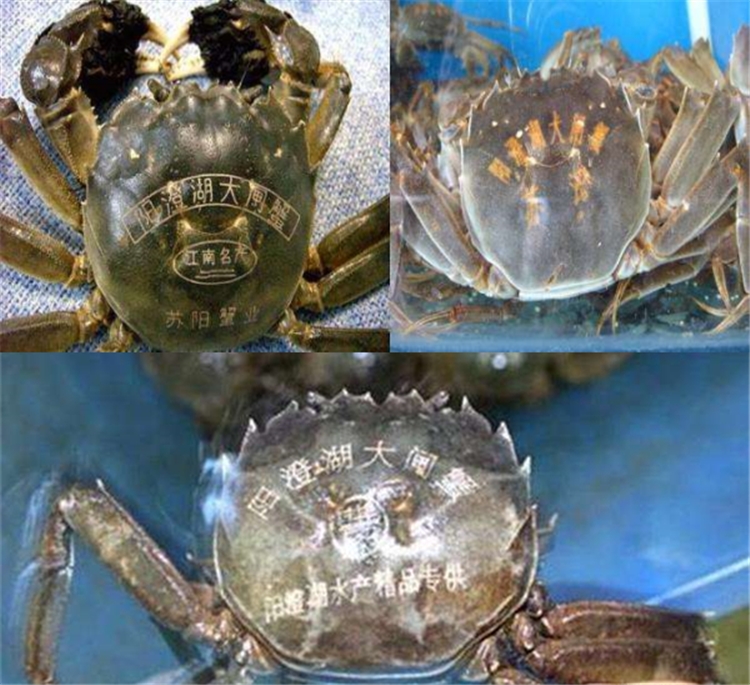 陽澄湖大閘蟹噴碼 陽澄湖大閘蟹噴碼